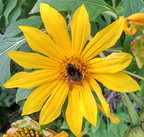 Flores Breña Baja (16337 visitas) Flores Breña Baja