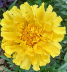 Flores Breña Baja (12863 visitas) Flores Breña Baja